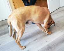 PAUL, Hund, Hütehund-Mix in Hannover - Bild 8