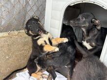 GINO, Hund, Mischlingshund in Rumänien - Bild 10