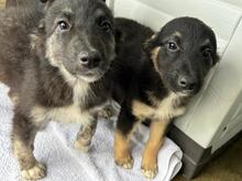 GINO, Hund, Mischlingshund in Rumänien - Bild 2
