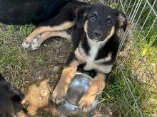 GINO, Hund, Mischlingshund in Rumänien - Bild 3