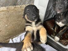 GINO, Hund, Mischlingshund in Rumänien - Bild 5