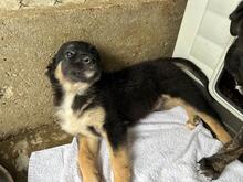 GINO, Hund, Mischlingshund in Rumänien - Bild 6