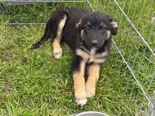GINO, Hund, Mischlingshund in Rumänien - Bild 7