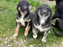 GINO, Hund, Mischlingshund in Rumänien - Bild 8