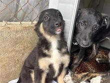 GINO, Hund, Mischlingshund in Rumänien - Bild 9