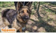 HERA5, Hund, Schäferhund (Mischling?) in Ungarn - Bild 1