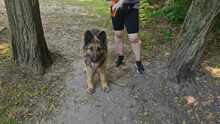 HERA5, Hund, Schäferhund (Mischling?) in Ungarn - Bild 3