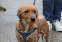NINNO, Hund, Terrier-Dackel-Mischling in Italien - Bild 1