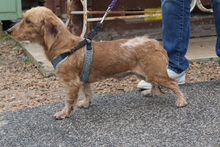 NINNO, Hund, Terrier-Dackel-Mischling in Italien - Bild 3
