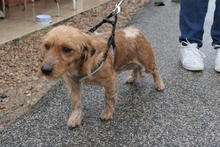 NINNO, Hund, Terrier-Dackel-Mischling in Italien - Bild 4