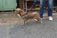 NINNO, Hund, Terrier-Dackel-Mischling in Italien - Bild 5