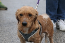 NINNO, Hund, Terrier-Dackel-Mischling in Italien - Bild 6