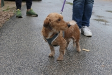 NINNO, Hund, Terrier-Dackel-Mischling in Italien - Bild 7