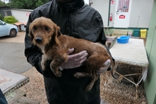 NINNO, Hund, Terrier-Dackel-Mischling in Italien - Bild 8