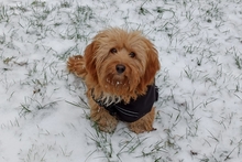 NINNO, Hund, Terrier-Dackel-Mix in Griesheim