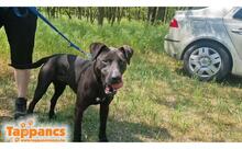 NEGRO9, Hund, Mischlingshund in Ungarn - Bild 1