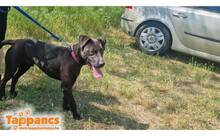 NEGRO9, Hund, Mischlingshund in Ungarn - Bild 2