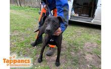 NEGRO9, Hund, Mischlingshund in Ungarn - Bild 3