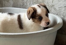 ALBINA, Hund, Mischlingshund in Rumänien - Bild 2