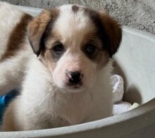 ALBINA, Hund, Mischlingshund in Rumänien - Bild 3