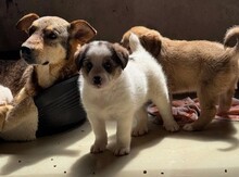 ALBINA, Hund, Mischlingshund in Rumänien - Bild 4