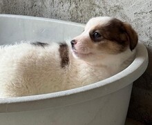 ALBINA, Hund, Mischlingshund in Rumänien - Bild 5