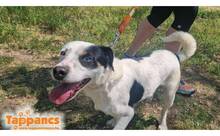 AXEL3, Hund, Mischlingshund in Ungarn - Bild 1