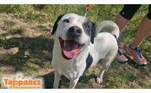 AXEL3, Hund, Mischlingshund in Ungarn - Bild 2