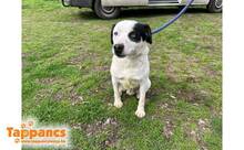 AXEL3, Hund, Mischlingshund in Ungarn - Bild 3