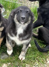 LUCY, Hund, Mischlingshund in Rumänien - Bild 1