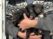 LUCY, Hund, Mischlingshund in Rumänien - Bild 12
