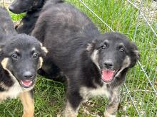 LUCY, Hund, Mischlingshund in Rumänien - Bild 2