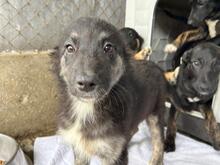 LUCY, Hund, Mischlingshund in Rumänien - Bild 4
