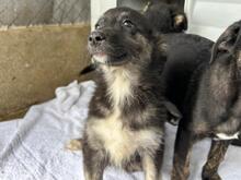 LUCY, Hund, Mischlingshund in Rumänien - Bild 5