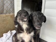 LUCY, Hund, Mischlingshund in Rumänien - Bild 6