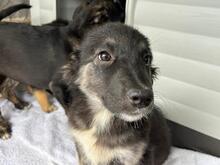 LUCY, Hund, Mischlingshund in Rumänien - Bild 7
