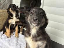 LUCY, Hund, Mischlingshund in Rumänien - Bild 8