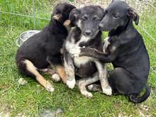 LUCY, Hund, Mischlingshund in Rumänien - Bild 9