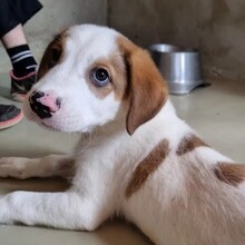 ANOUK, Hund, Mischlingshund in Rumänien - Bild 1