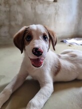 ANOUK, Hund, Mischlingshund in Rumänien - Bild 2