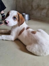 ANOUK, Hund, Mischlingshund in Rumänien - Bild 3