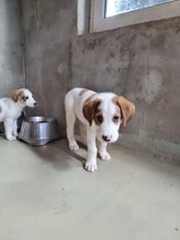 ANOUK, Hund, Mischlingshund in Rumänien - Bild 7