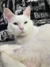 GANDALF, Katze, Europäisch Kurzhaar in Ukraine - Bild 1