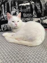 GANDALF, Katze, Europäisch Kurzhaar in Ukraine - Bild 2