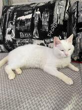 GANDALF, Katze, Europäisch Kurzhaar in Ukraine - Bild 3