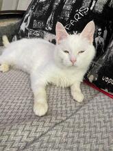 GANDALF, Katze, Europäisch Kurzhaar in Ukraine - Bild 4