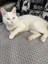 GANDALF, Katze, Europäisch Kurzhaar in Ukraine - Bild 5