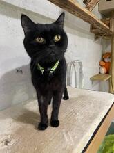 FEDOR, Katze, Europäisch Kurzhaar in Ukraine - Bild 1