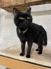 FEDOR, Katze, Europäisch Kurzhaar in Ukraine - Bild 3