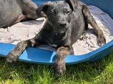 JERRY, Hund, Mischlingshund in Rumänien - Bild 1
